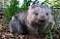 wombat